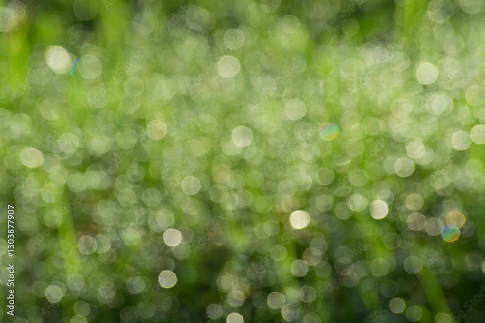 Obraz premium Blurred of fresh grass with dew drops in the morning. Bokeh, blurry, defocused.
