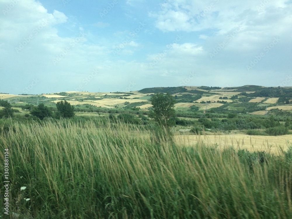 Fototapeta premium Long green grass out of the window in the Midwest