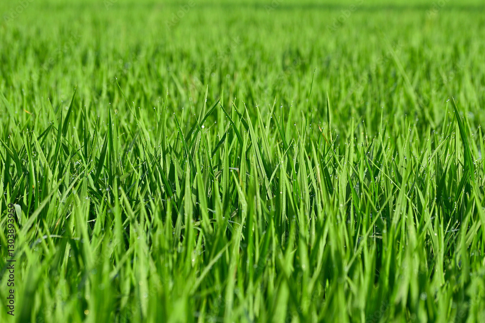 Fototapeta premium Photo of green grass on the rice field. Selective focus. Morning.