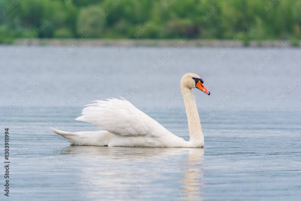 Graceful white Swan swimming in the lake, swans in the wild. Portrait of a white swan swimming on a lake. Graceful white Swan swimming in the lake, swans in the wild. Portrait of a white swan swimming on a lake.