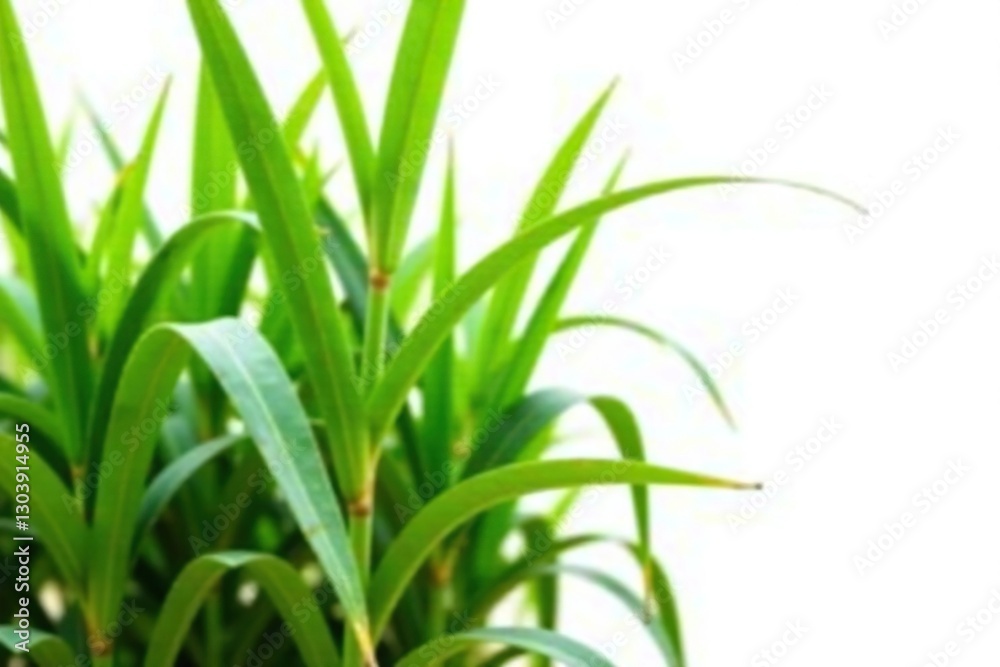 Fresh sugarcane stalk with green leaves isolated on white background, field, sugar cane, nature Fresh sugarcane stalk with green leaves isolated on white background, field, sugar cane, nature