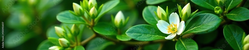 White petals unfolding from tightly closed buds on a dense green shrub, blooming, floral, nature White petals unfolding from tightly closed buds on a dense green shrub, blooming, floral, nature