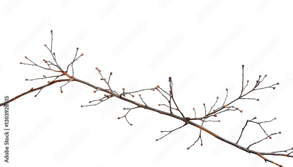 Delicate, bare branches isolated against a pure white backdrop, image, branches