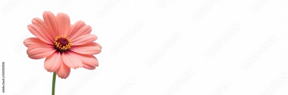 A solitary flower against a stark white background, flowerart, flowers A solitary flower against a stark white background, flowerart, flowers
