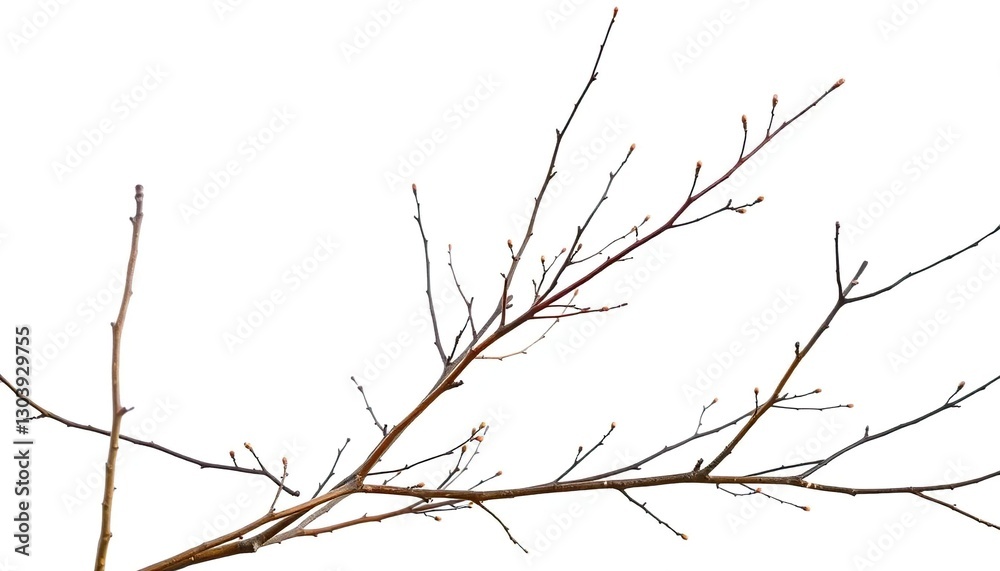 Delicate, bare branches isolated against a pure white backdrop, organic, design element Delicate, bare branches isolated against a pure white backdrop, organic, design element