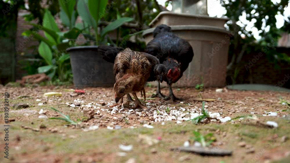 Gallus Domesticus, mother and chicks eating Gallus Domesticus, mother and chicks eating