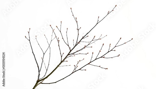 Delicate, bare branches isolated on pure white backdrop, texture, image