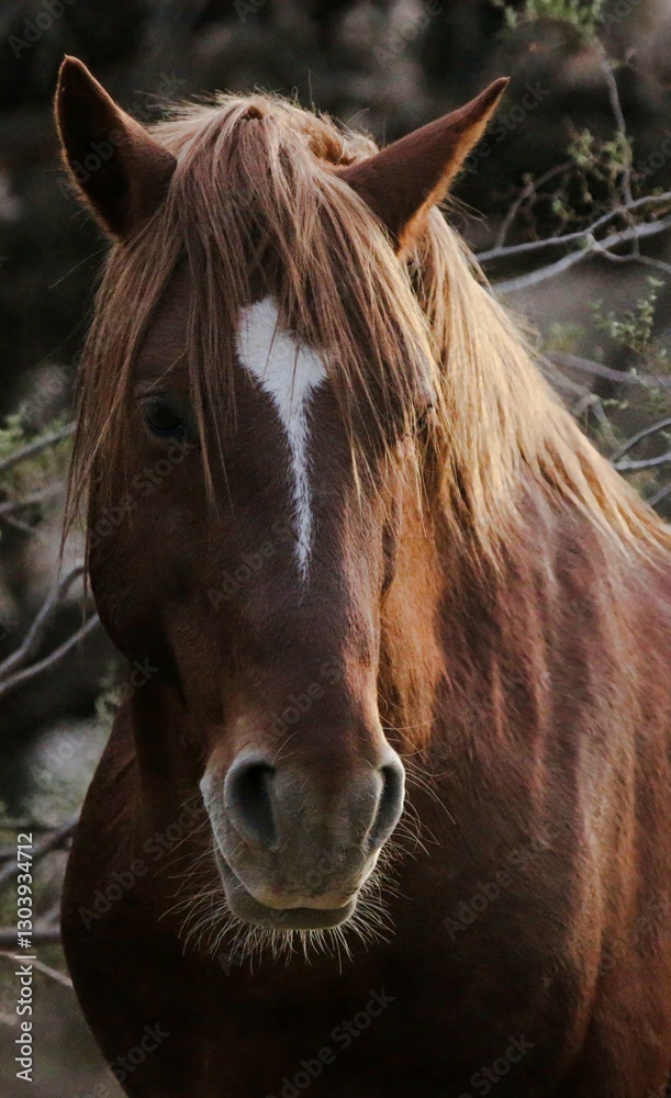 Fototapeta premium Portrait of a Wild Horse 
