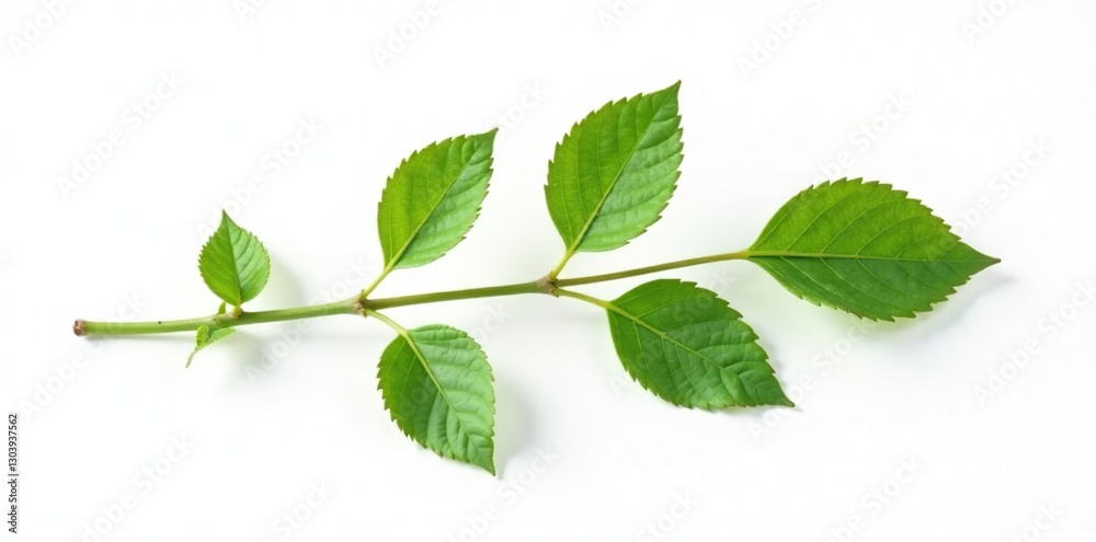 A branch with delicate leaves isolated on white background, simple background, single stem A branch with delicate leaves isolated on white background, simple background, single stem