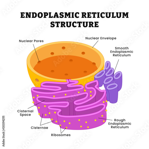 Endoplasmic reticulum structure anatomy, education poster design, labeled nuclear pore, nuclear envelope, cisternal space, cisternae, ribosome, rough and smooth endoplasmic reticulum vector.