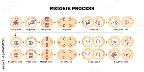 Meiosis process diagram, vector illustration. Interphase, prophase, metaphase, anaphase, telophase,  Cell division, Chromosomes and cells. Daughter Cells, Process of cell division and multiplication.