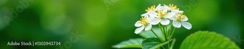 White peppercorn flowers on a stem with leaves, natural, flower