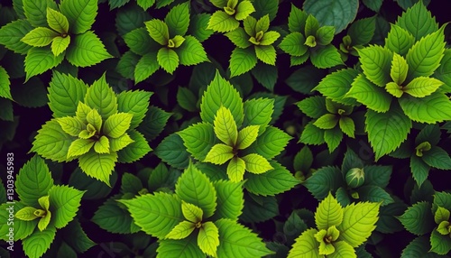 Vibrant green leaves, various shapes and sizes, crisp detail, lush, illustration