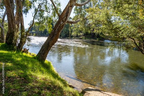 Goulburn River at Thornton with gum trees leaning over the water's edge, dappled shade on the grassy bank. Clear water flows gently, revealing the sandy riverbed. Rural nature landscape in Australia.