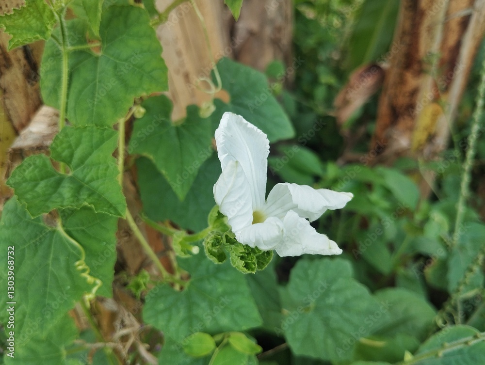 White-flowered gourd (Lagenaria siceraria) in outdoor garden White-flowered gourd (Lagenaria siceraria) in outdoor garden