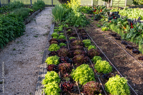 A well-maintained vegetable garden with neatly arranged raised beds filled with vibrant lettuce and other leafy greens thriving in rich, mulched soil. A productive yard enclosed by wooden fence.
