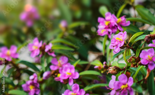 Sensitive Focus Melastoma malabathricum L..Purple wildflowers in full bloom.