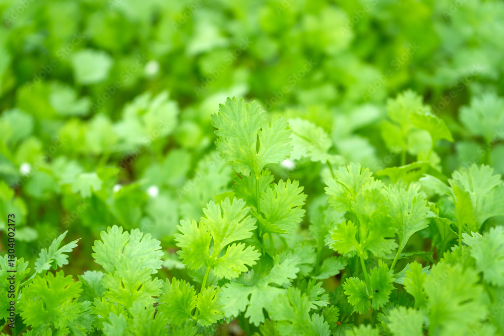 The green leaf of coriander is also known as cilantro or Chinese parsley. Coriander leaves in the organic vegetable garden. The green leaf of coriander is also known as cilantro or Chinese parsley. Coriander leaves in the organic vegetable garden.