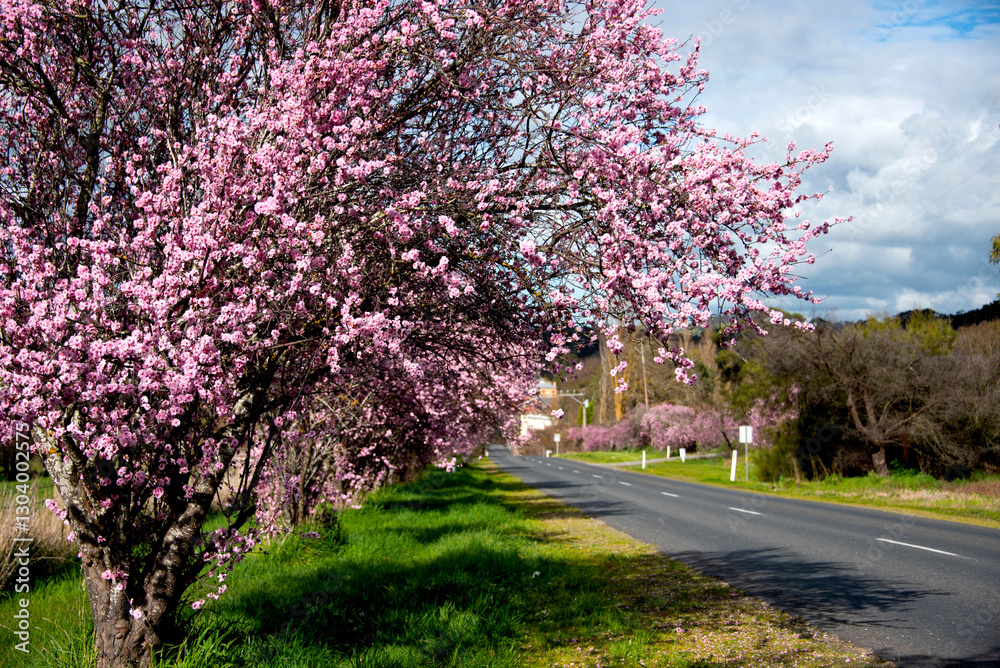 Naklejka premium Pink cherry blossoms in bloom by country roadside