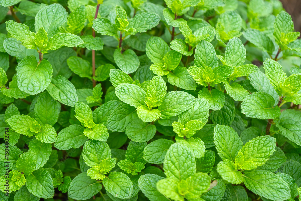 Thai peppermint, Kitchen Mint, or Marsh Mint (Mentha × villosa Huds.) thrives in an organic vegetable garden. Thai peppermint, Kitchen Mint, or Marsh Mint (Mentha × villosa Huds.) thrives in an organic vegetable garden.