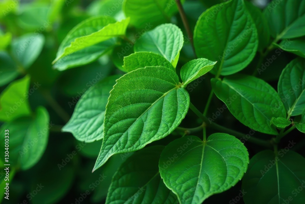 Lush, vibrant green leaves, intricate vein detail, foliage texture, plant life Lush, vibrant green leaves, intricate vein detail, foliage texture, plant life