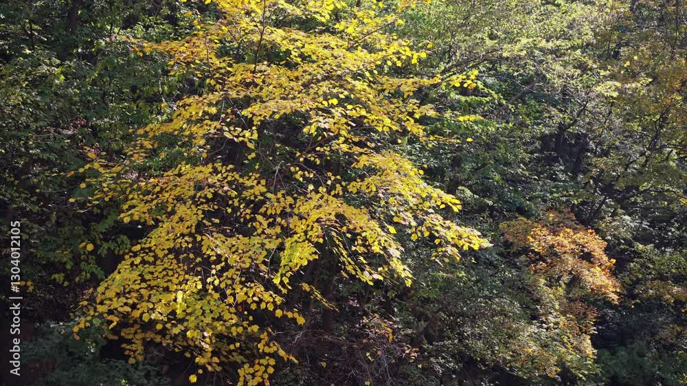 Autumn mountain plants in Northeast China Autumn mountain plants in Northeast China