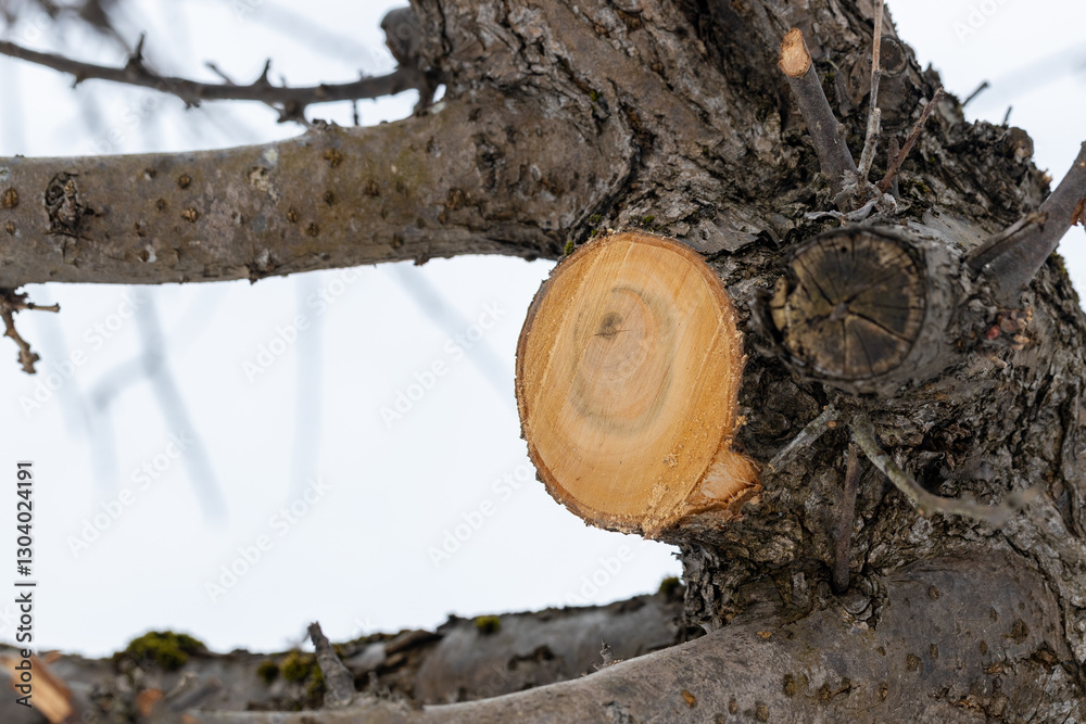Fototapeta premium 枝打ちした梅の木の切り口