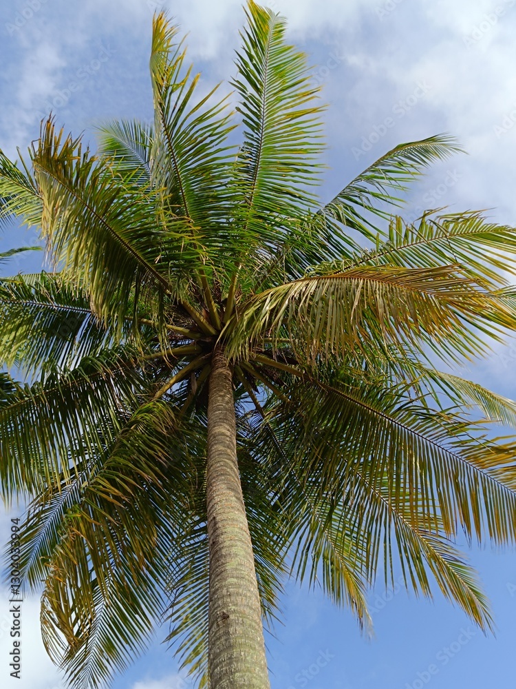 Picture of coconut palm tree from bottom view. Picture of coconut palm tree from bottom view.