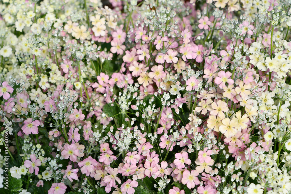プリムラ・マラコイデス Fairy primrose プリムラ・マラコイデス Fairy primrose