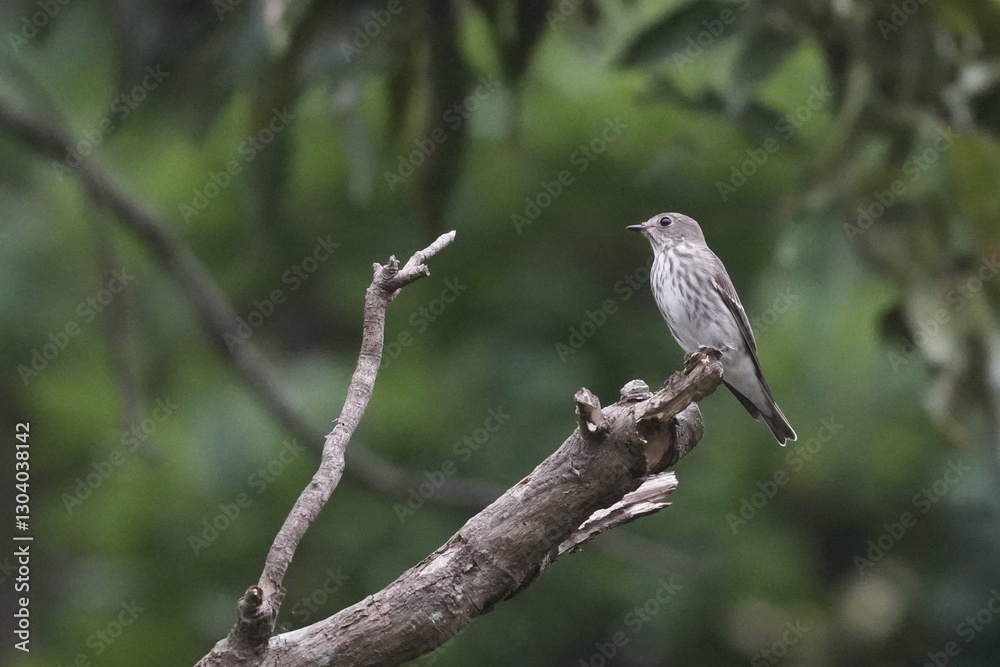 grey streaked flycatcher in a forest