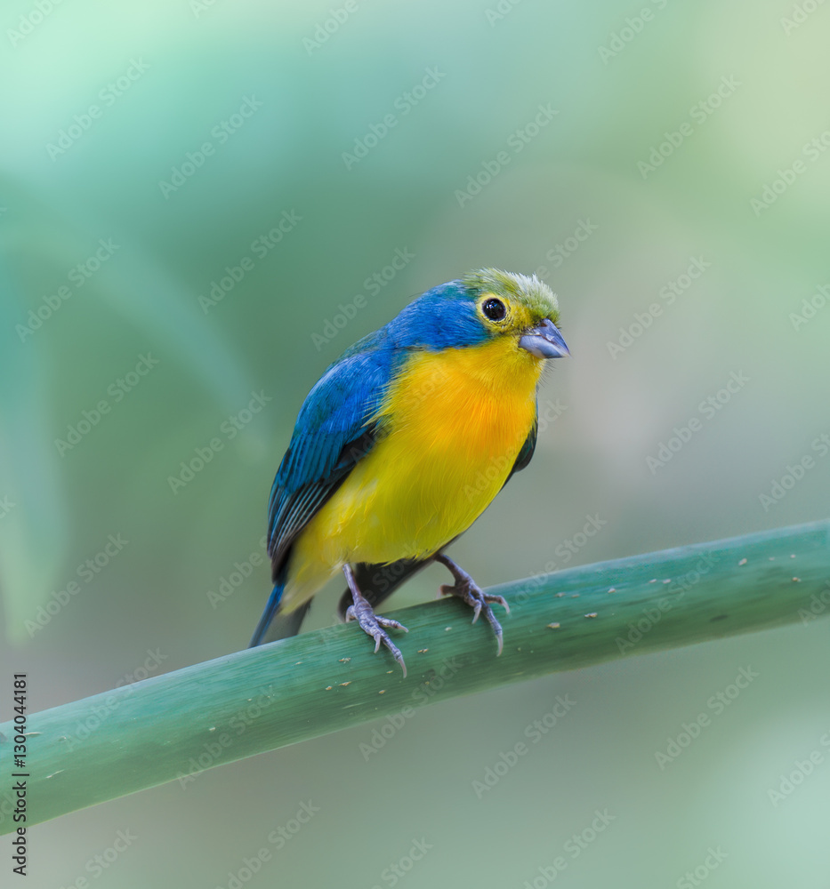 Obraz premium Orange-Breasted Bunting