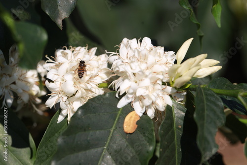 coffee flower with bee in farm coffee beans on brance harvest red raw Coffee.green Robusta and arabica coffee berries by agriculturist hands,arabica coffee berries on branch, agriculture concept.