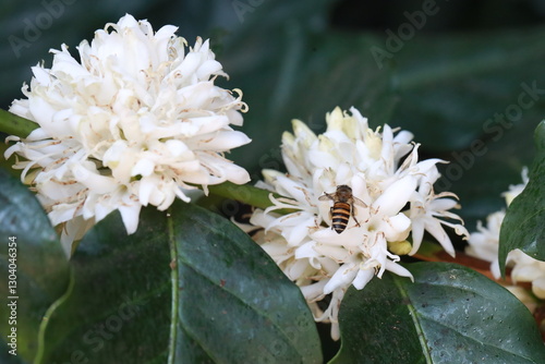 coffee flower with bee in farm coffee beans on brance harvest red raw Coffee.green Robusta and arabica coffee berries by agriculturist hands,arabica coffee berries on branch, agriculture concept.
