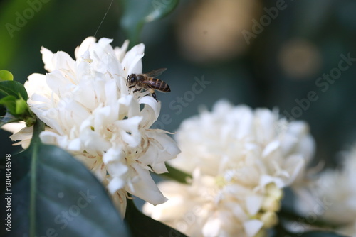 coffee flower with bee in farm coffee beans on brance harvest red raw Coffee.green Robusta and arabica coffee berries by agriculturist hands,arabica coffee berries on branch, agriculture concept.