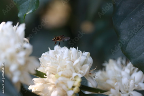 coffee flower with bee in farm coffee beans on brance harvest red raw Coffee.green Robusta and arabica coffee berries by agriculturist hands,arabica coffee berries on branch, agriculture concept.