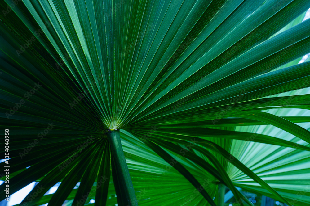 Obraz premium abstract palm leaf textures on dark blue tone, natural green background.