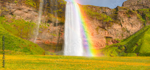 Iceland Blooming Icelandic yellow Flower Field - Amazing Seljalandsfoss waterfall in Iceland