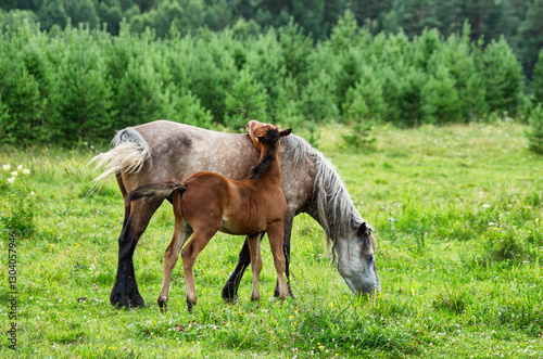 Southern Urals, a horse with a foal in a pasture in summer.