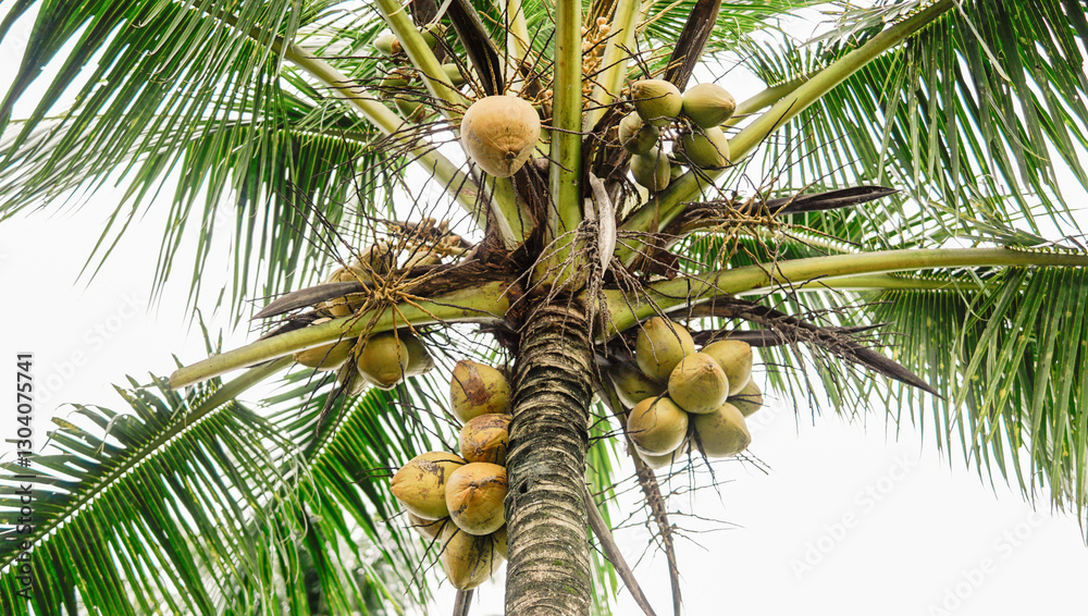 Fototapeta premium The cluster of fresh coconuts on the coconut tree appears plump and appealing from below, ready for the taking