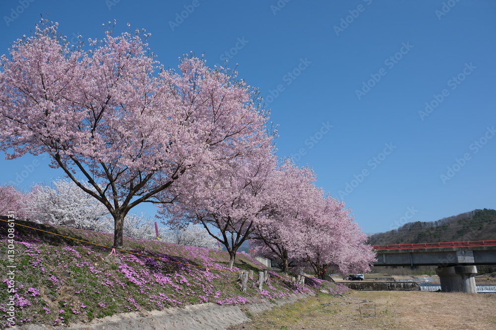 立谷川の桜(山形県天童市) 立谷川の桜(山形県天童市)