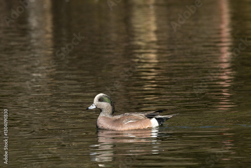 American wigeon duck swimming in a lake. photo