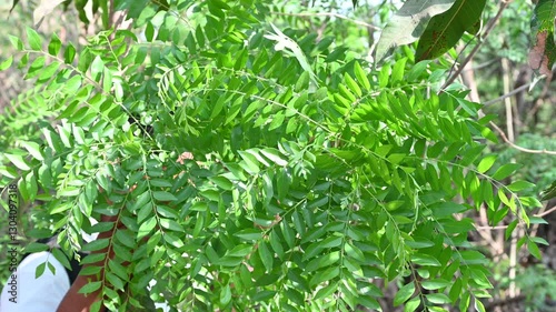 Fresh organic curry leaves, Curry leaves tree plant close up footage photo