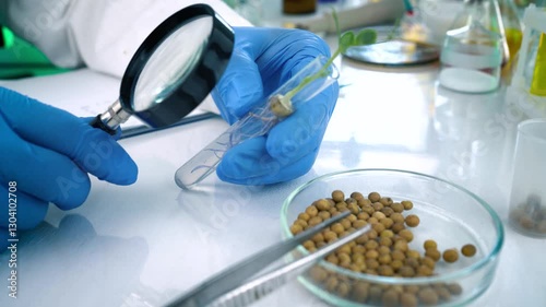A researcher analyzes agricultural grains in a laboratory. Research into GMO cereals and beans. Testing genetically modified seeds.