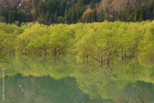 白川湖の水没林（山形県西置賜郡飯豊町） photo