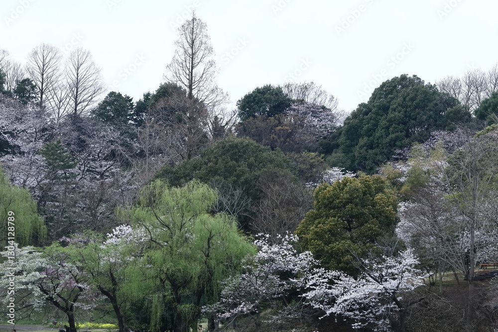 春爛漫満開 春爛漫満開