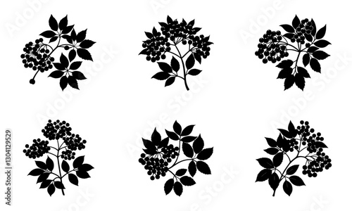 Elderberry silhouette vector