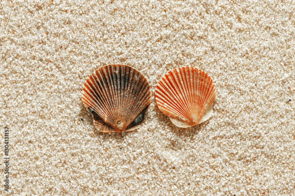 Collection of seashells scattered on fine sand, minimal nature pattern at soft sunlight, natural oceanic and summer textures, beach mood and sea style background, summer relaxation, harmony Collection of seashells scattered on fine sand, minimal nature pattern at soft sunlight, natural oceanic and summer textures, beach mood and sea style background, summer relaxation, harmony