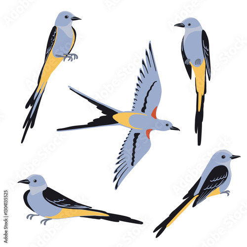 Photos vector drawing birds, scissor-tailed flycatcher , hand drawn Tyrannus forficatus