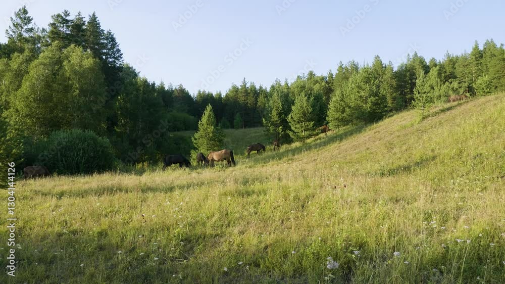 Southern Urals, a herd of horses in a pasture in summer. Southern Urals, a herd of horses in a pasture in summer.