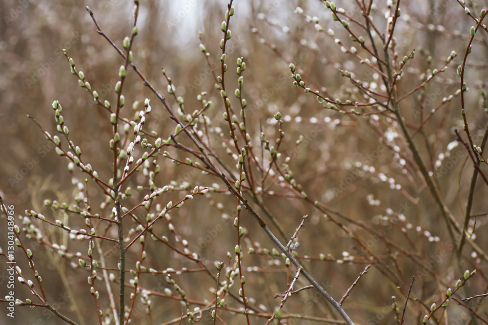Close-Up of Bare Branches with Buds and Droplets in Early Spring Nature Scene Close-Up of Bare Branches with Buds and Droplets in Early Spring Nature Scene